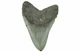 Serrated, Fossil Megalodon Tooth - North Carolina #294708-1